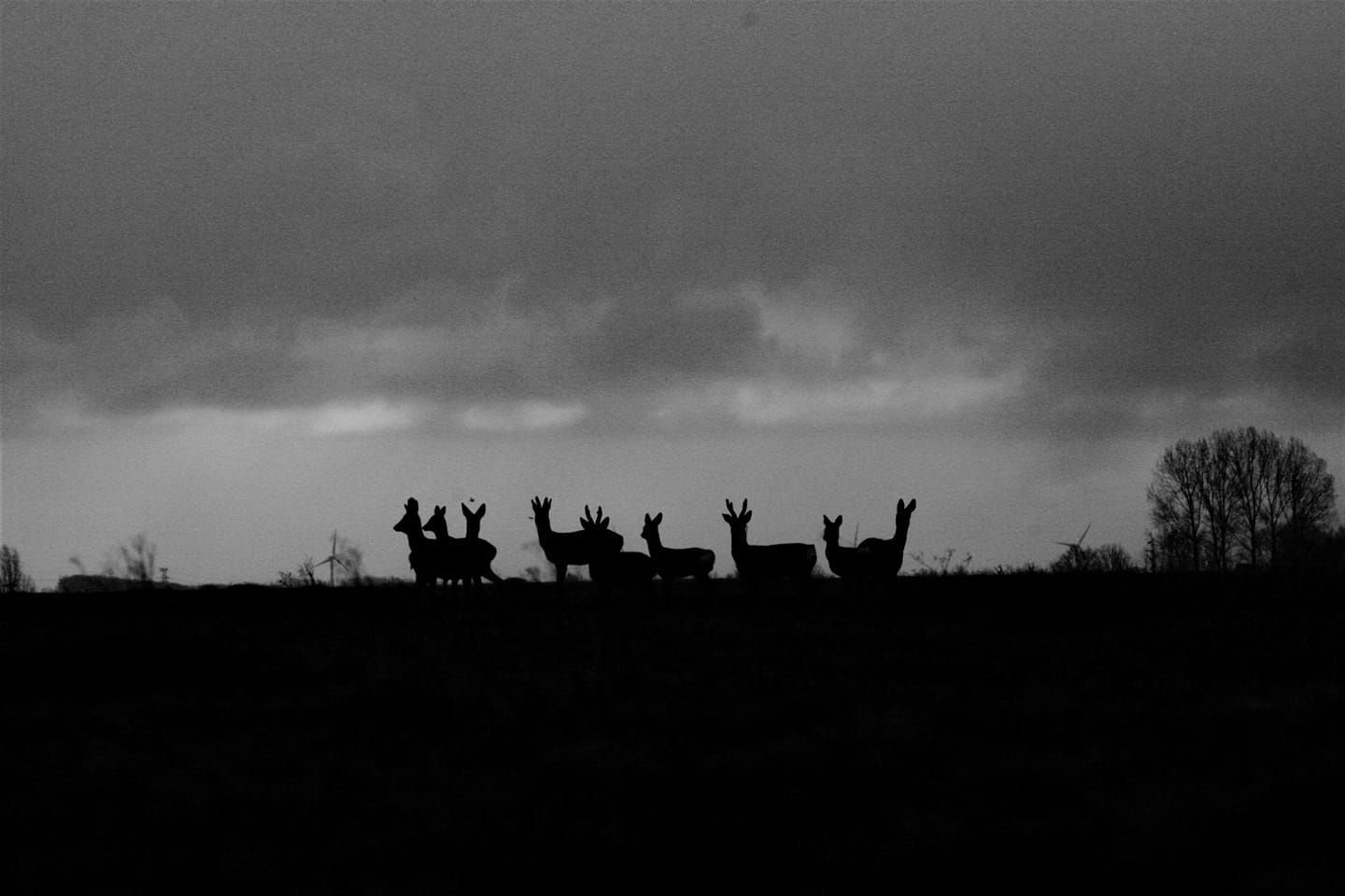 Reewild Korendijkse Slikken ( foto gemaakt door Siem van Steensel ).